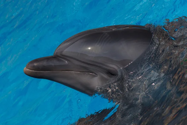 Närbild på dolphin — Stockfoto