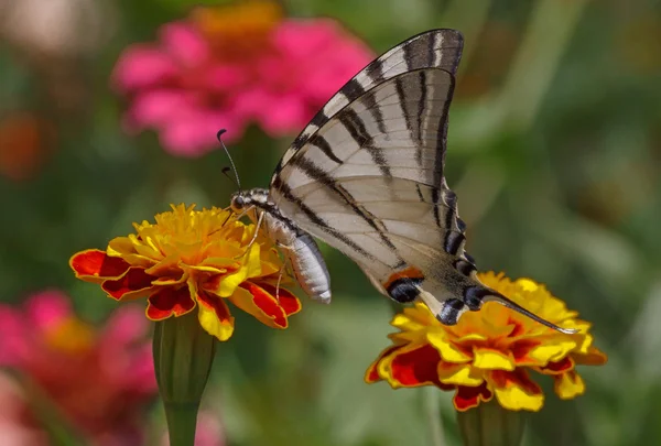 Butterfly sitting on marigold — Stock Photo, Image