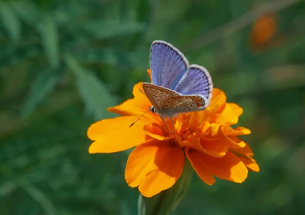 Fjäril sitter på ringblomma blomma — Stockfoto