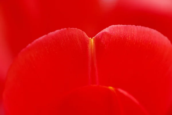 Kırmızı lale yaprakları — Stok fotoğraf