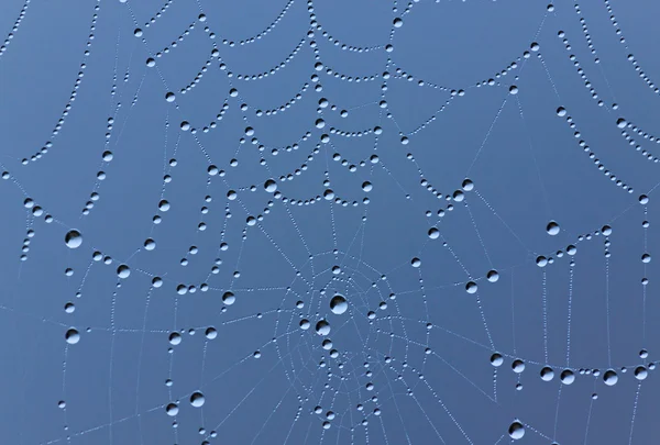 Cobweb with rain drops — Stock Photo, Image