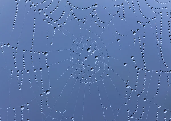Pókháló az esőcseppek — Stock Fotó