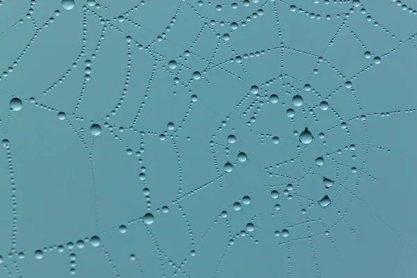 Close up of rain drops on cobweb — Stock Photo, Image