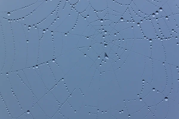 Telaraña con gotas de lluvia —  Fotos de Stock