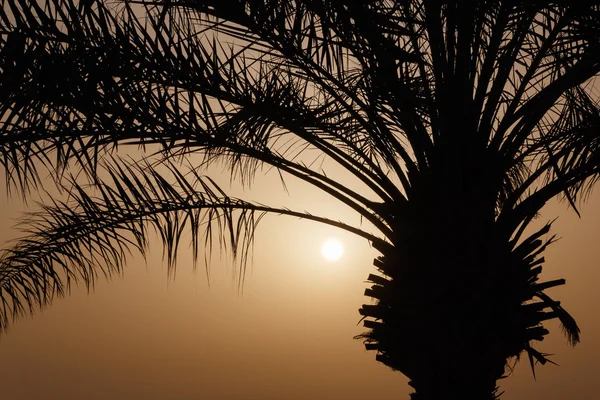 Пальма на сході сонця — стокове фото