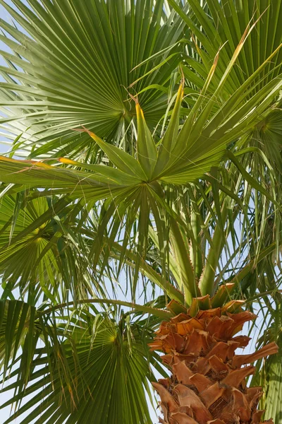 Palmera sobre cielo azul —  Fotos de Stock