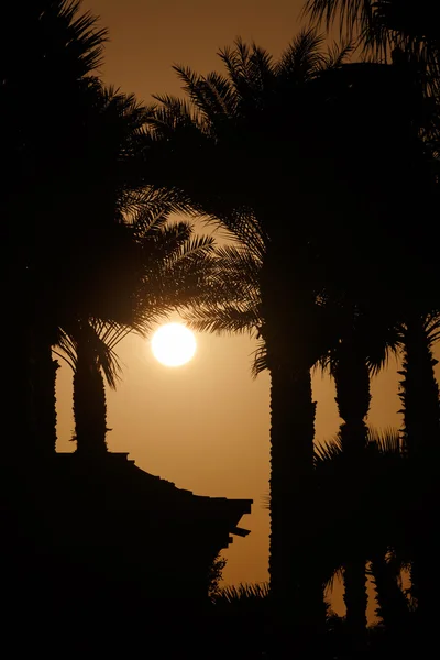 Por do sol atrás de palmeiras e casa — Fotografia de Stock