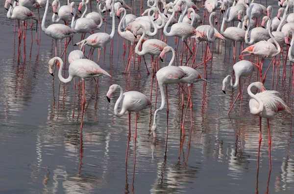 Büyük Flamingo sürüsü — Stok fotoğraf