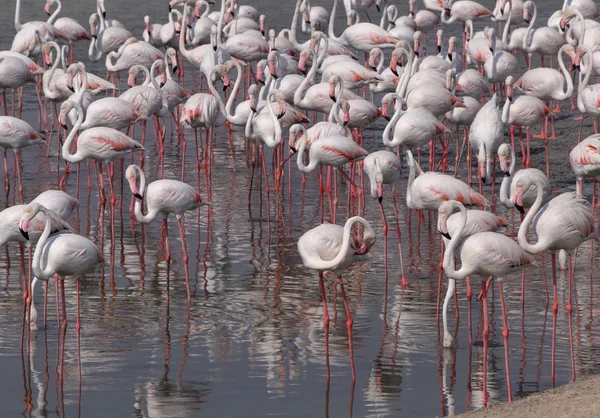 Flock of Greater flamingos — Stock Photo, Image