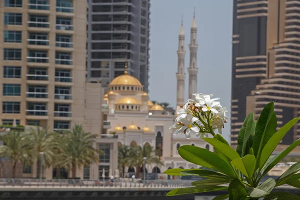 Fleur de palmier sur la mosquée — Photo