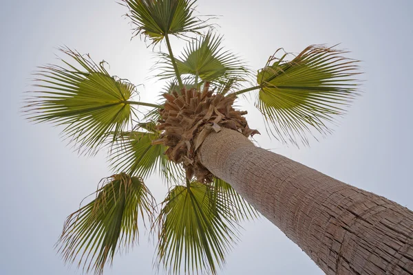 Palmeira sobre céu azul — Fotografia de Stock