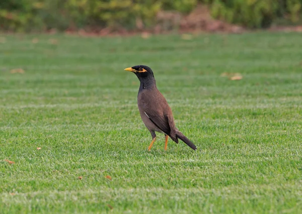 Közös myna fűben — Stock Fotó