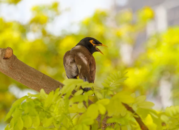 Akasya ağacı üzerinde ortak myna — Stok fotoğraf