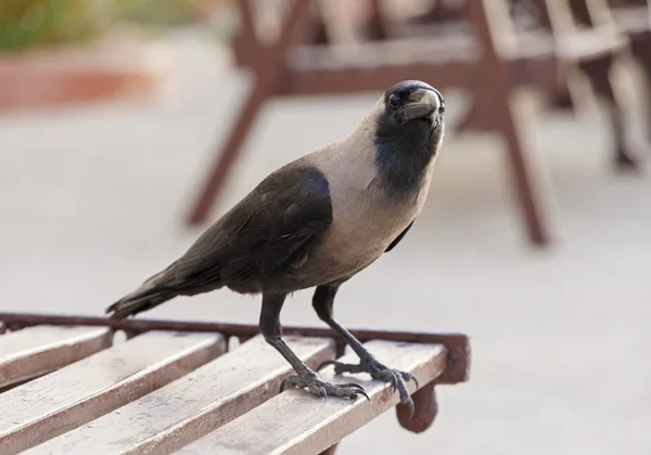 House crow on table — Stock Photo, Image