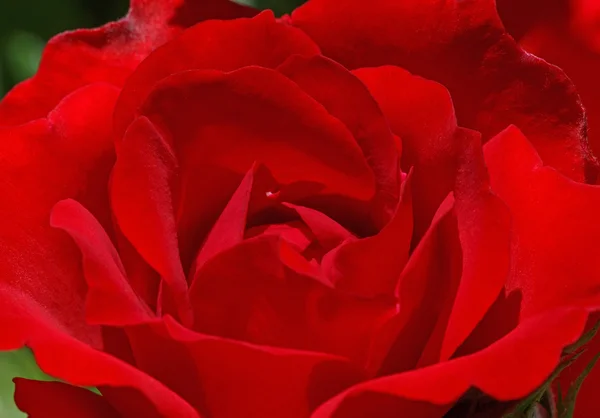 Rote Rosenblüte — Stockfoto