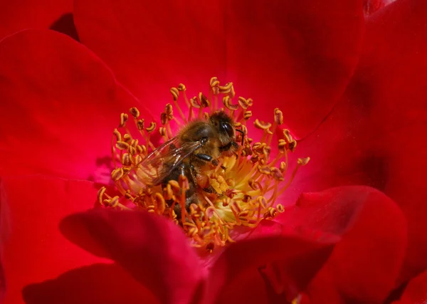 Bee inside red rose — Stock Photo, Image