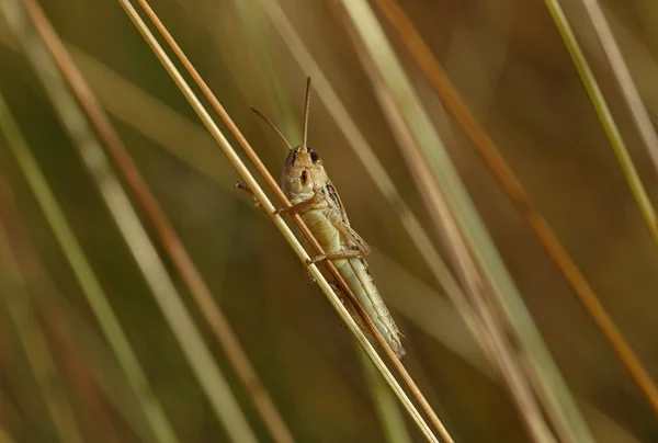 Saltamontes en la hoja — Foto de Stock