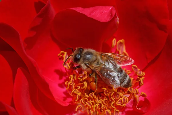 Nahaufnahme der Biene — Stockfoto