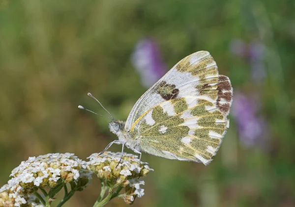 Pontia edusa kelebek — Stok fotoğraf