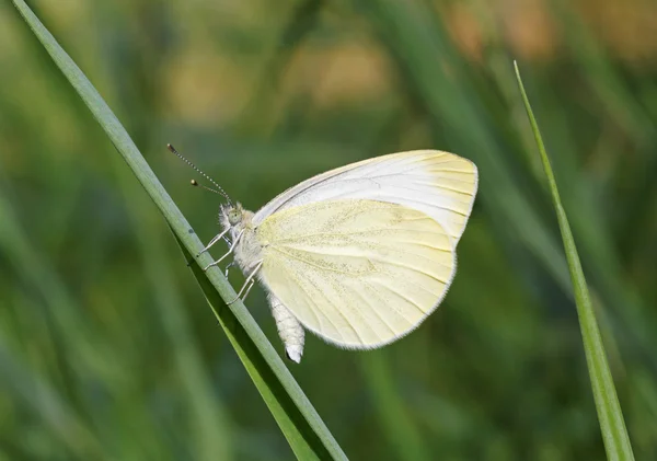 Weißer Schmetterling auf Klinge — Stockfoto