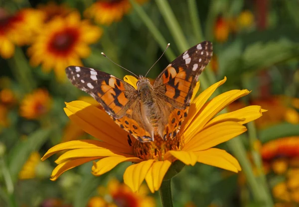 Painted Lady butterfly — Stock Photo, Image