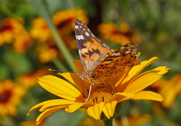 Malowane pani motyl — Zdjęcie stockowe