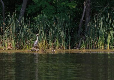 gri balıkçıl ayakta Gölü kıyısında