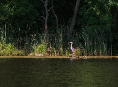 gri balıkçıl ayakta Gölü kıyısında