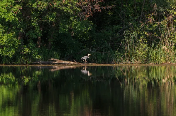 Krajobraz z grey heron — Zdjęcie stockowe