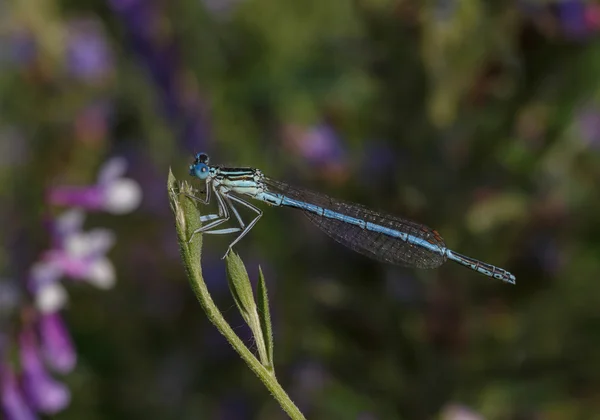 Libelle sitzt auf Pflanze — Stockfoto