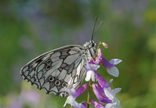 Borboleta branca marmorizada — Fotografia de Stock