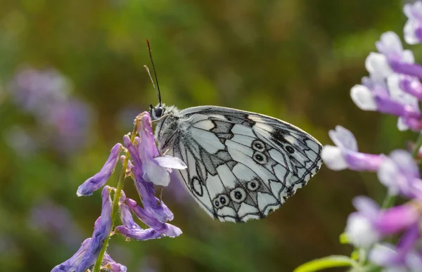 大理石の白い蝶 — ストック写真