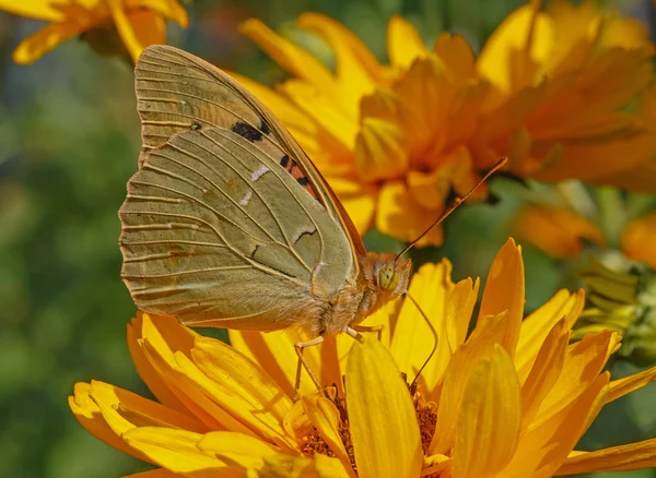 Kardinal kelebek üstüne sarı çiçek — Stok fotoğraf