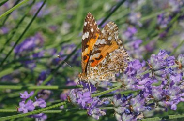 Boyalı Bayan Kelebek
