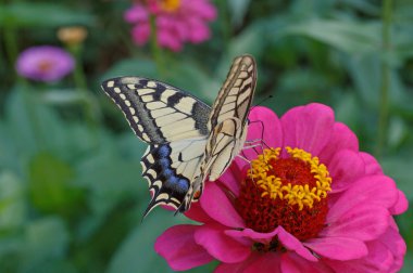 Papilio machaon kelebek