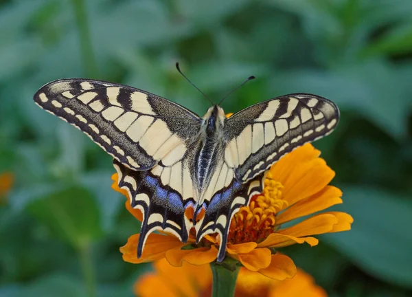 Machaon butterfly on flower — Stock Photo, Image