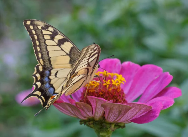 Machaon butterfly on purple zinnia — Stock Photo, Image