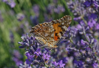 Lavanta çiçeği üzerinde Kelebek