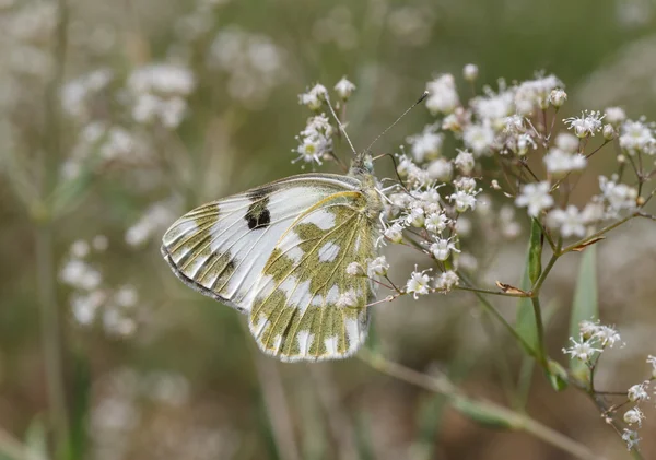 Mariposa en flor salvaje — Foto de Stock