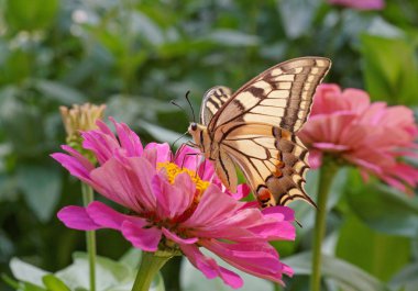 Machaon kelebek mor zinnia üzerinde