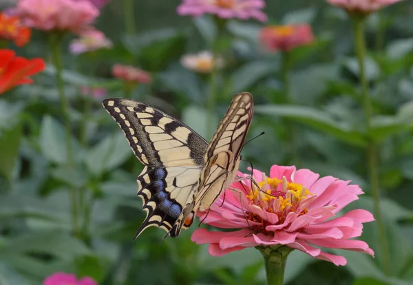 Machaon motýl na květině — Stock fotografie