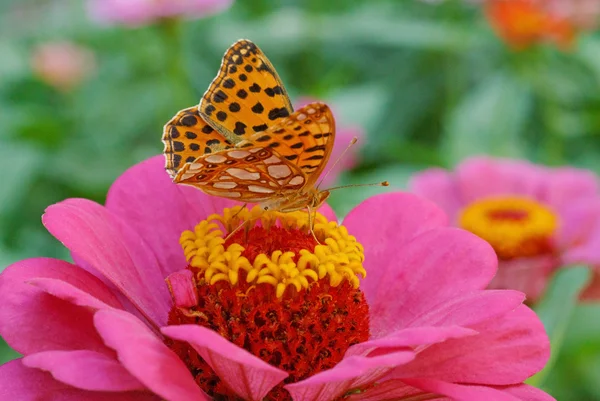 Mor zinnia çiçeği üzerinde kahverengi kelebek — Stok fotoğraf