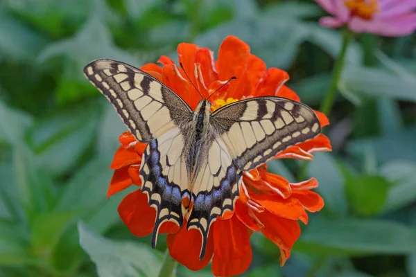 Machaon butterfly on red zinnia — Stock Photo, Image