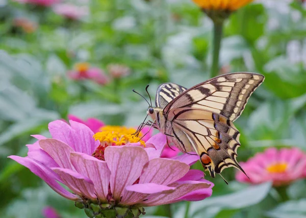 Machaon motýl na květu v zahradě — Stock fotografie