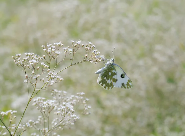 Schmetterling auf Wiesenblume — Stockfoto