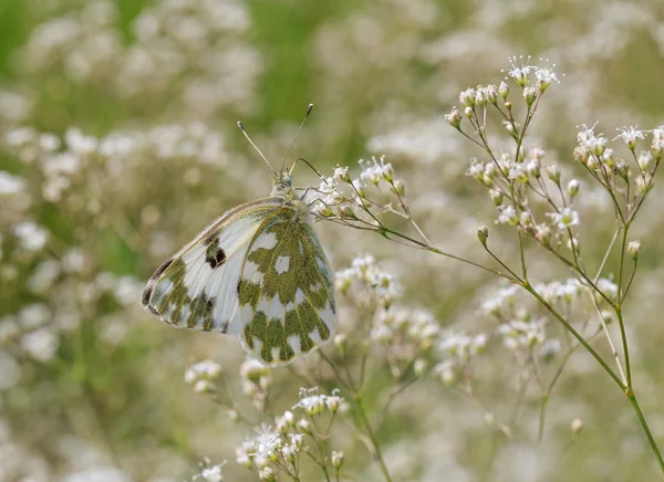 Pontia edusa motýl — Stock fotografie