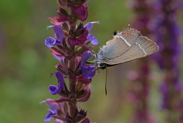 Papillon sur prairie fleur — Photo