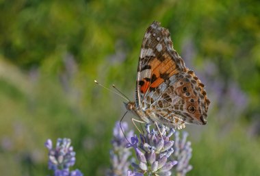 Boyalı Bayan Kelebek