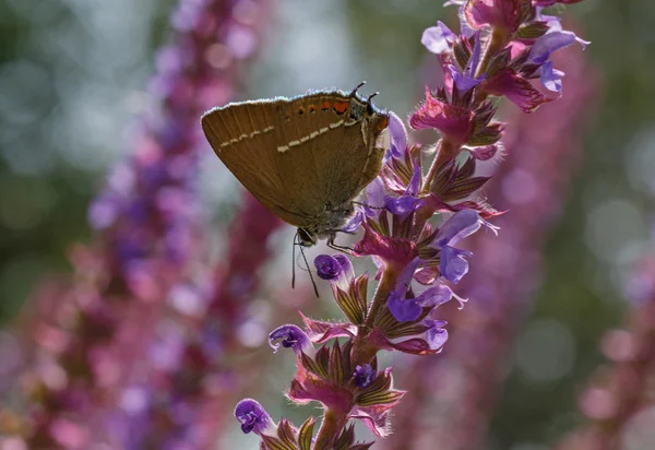 蝴蝶在草地上的野花 — 图库照片