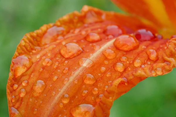 Gotas de lluvia sobre lirio — Foto de Stock